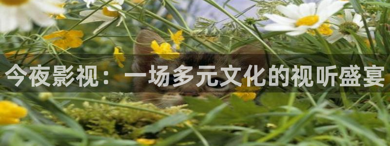 飘零影院电影网：今夜影视：一场多元文化的视听盛宴
